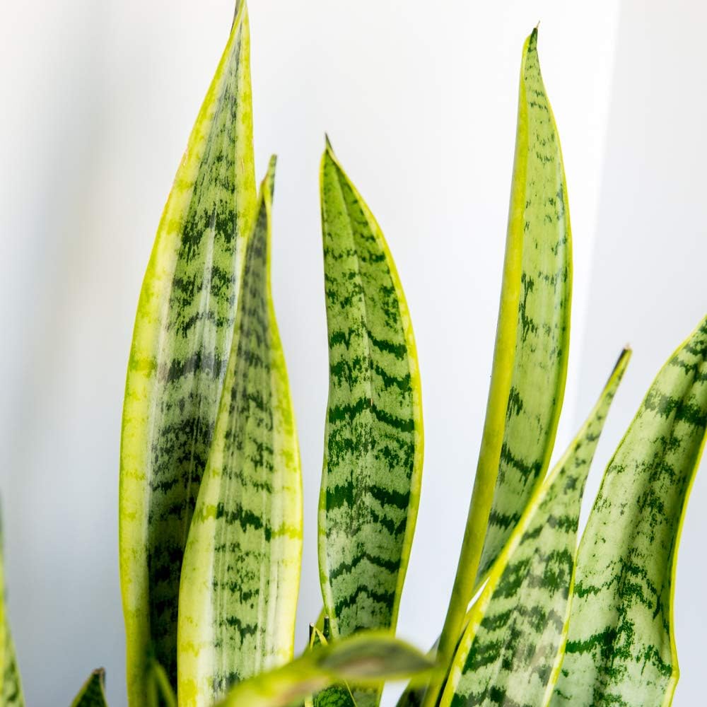 Snake Plant Sansevieria Trifasciata Laurentii 16in Tall, 6 in Grower's Pot I391575