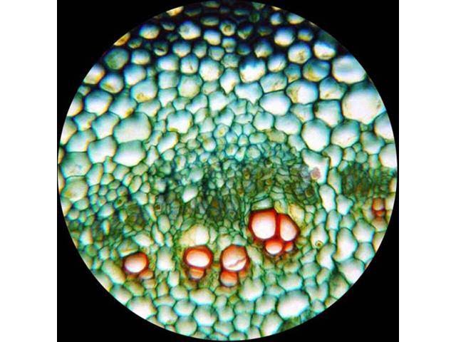 Compound Monocular Microscope, 40X-1600X Magnification, LED S22456