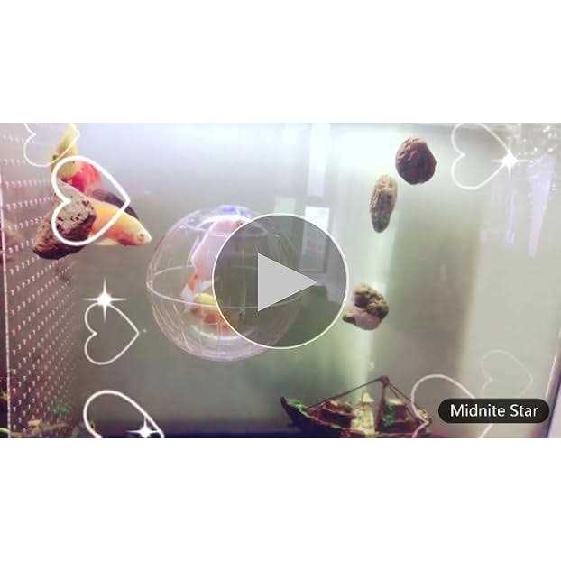 Transparent Hamster Exercise Ball B68771