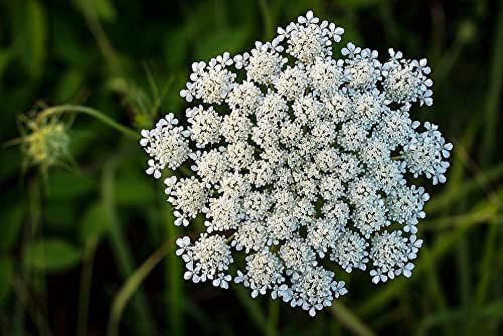 Queen Anne's Lace Seeds for Planting - 250 Seeds R8337