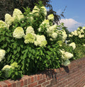 3 total plants in 4 inch pots T36322