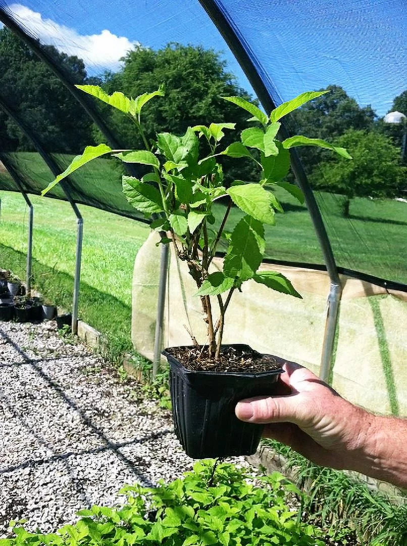 3 total plants in 4 inch pots T36322