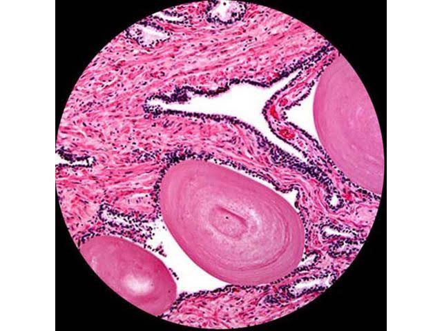Compound Monocular Microscope, 40X-1600X Magnification, LED S22456